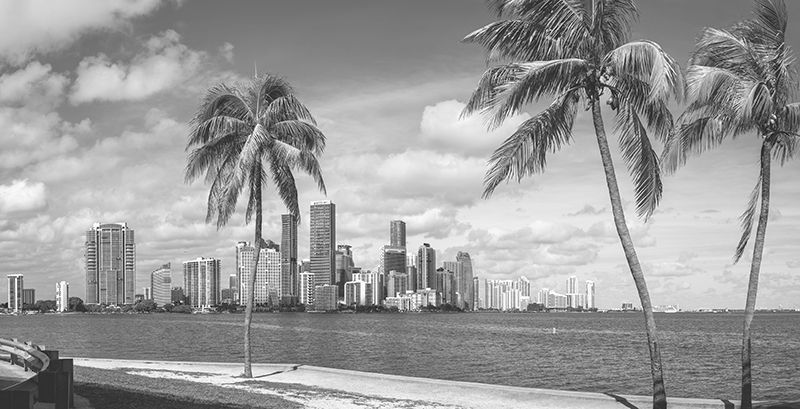 the skyline of miami with palm trees, florida